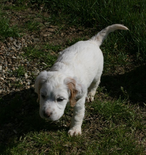 Les orangés d'Eole - Setter Anglais - Portée née le 18/03/2015