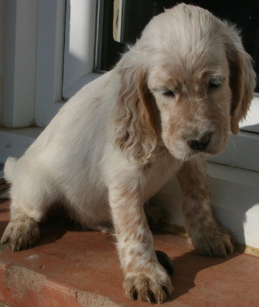 Les orangés d'Eole - Setter Anglais - Portée née le 18/11/2014